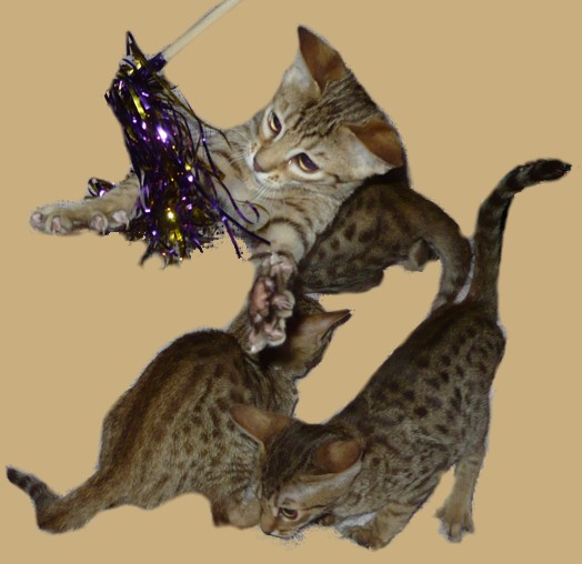 Chocolate kittens playing