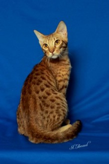 Chocolate spotted male Ocicat kitten