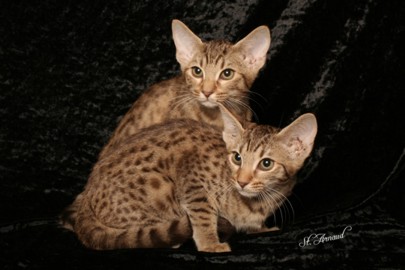 Two chocolate spotted kittens