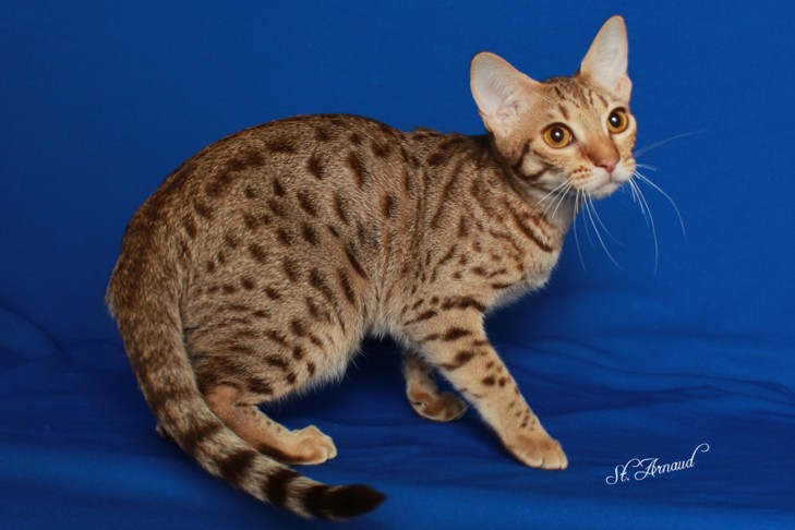 Tink, a chocolate spotted Ocicat