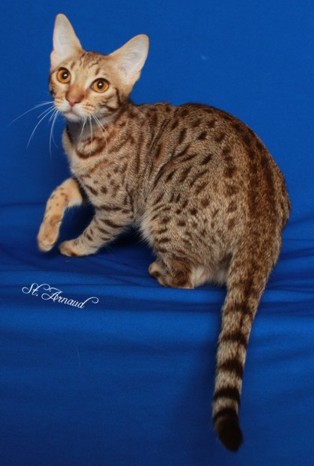 GC, RW Catiators LTR-14 Meteor a chocolate Ocicat