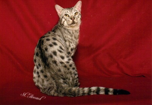 GC, RW Catiators LTR-14 Meteor a chocolate Ocicat
