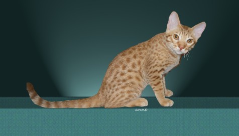 Cinnamon Ocicat kitten