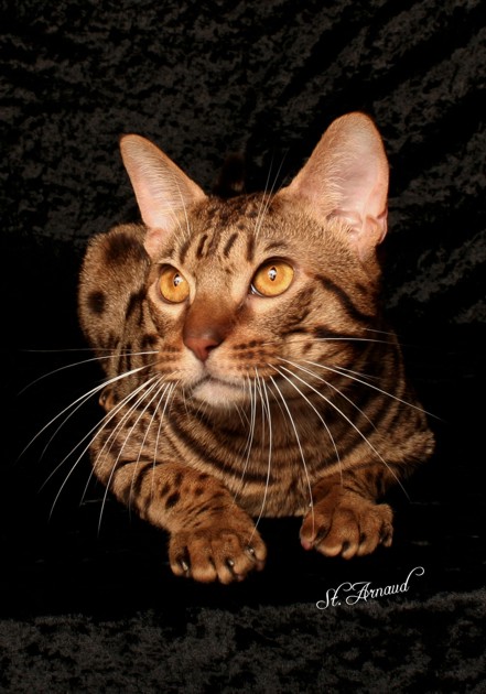 Tink, a chocolate spotted Ocicat
